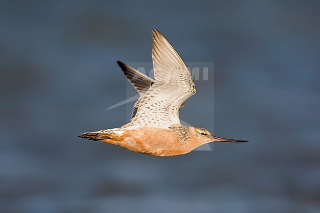 Vliegende man Rosse Grutto; Flying male in breeding plumage stock-image by Agami/Arie Ouwerkerk,