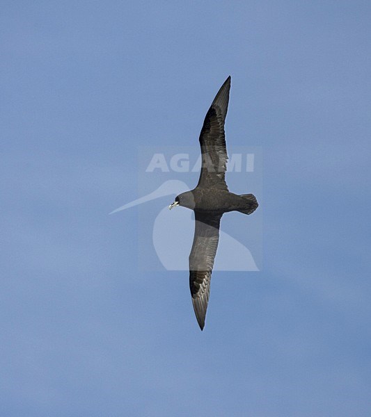 Witkinstormvogel vliegend; White-chinned Petrel flying stock-image by Agami/Marc Guyt,