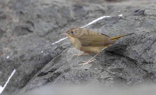 Female type Common Yellowthroat (Geothlypis trichas) during autumn migration at Stone Harbor, New Jersey in USA. Perched on a coastal rock. stock-image by Agami/Helge Sorensen,