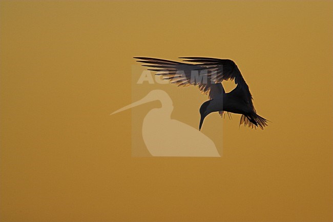 Grote stern in vlucht; Sandwich Tern in flight stock-image by Agami/Menno van Duijn,