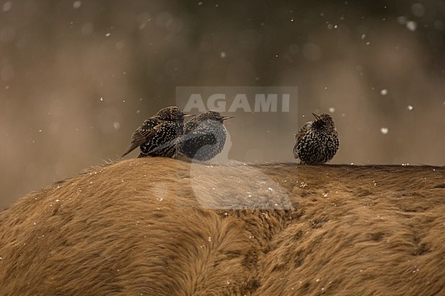 Spreeuwen op paardenrug tijdens sneeuwbui, Common Starlings on horseback during snow stock-image by Agami/Wil Leurs,