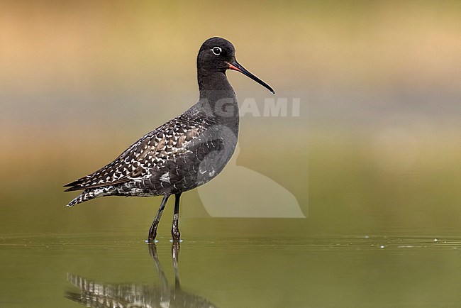 Spotted Redshank, Tringa erythropus, in Italy. stock-image by Agami/Daniele Occhiato,