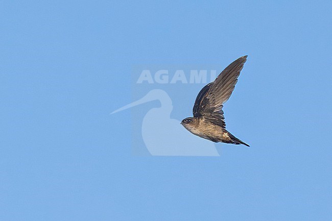 Edible-nest swiftlet (Aerodramus fuciphagus), also known as the white-nest swiftlet, on Borneo. stock-image by Agami/Dubi Shapiro,
