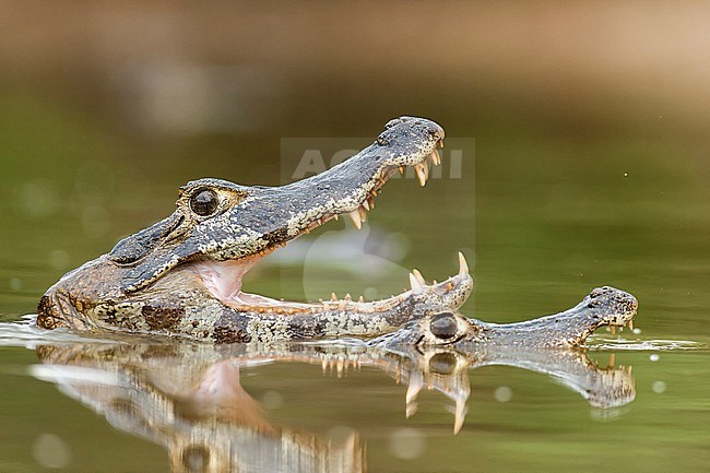 Yacare Caiman, Caiman yacare stock-image by Agami/Bence Mate,