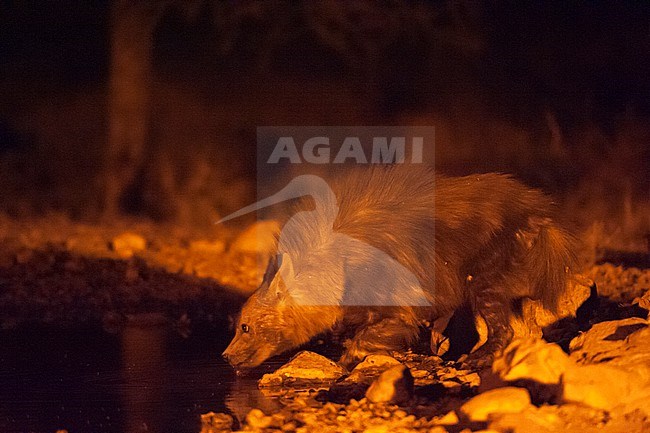 A brown hyena drinks from a waterhole at night. Ongava Game Reserve, Namibia. stock-image by Agami/Sergio Pitamitz,