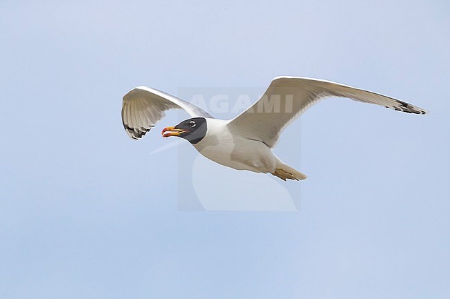 Reuzenzwartkopmeeuw; Pallas's Gull; Ichthyaetus ichthyaetus stock-image by Agami/Daniele Occhiato,