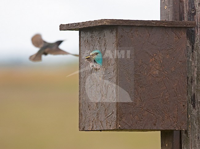 European Roller flying out of a nestbox with a dead chick; Scharrelaar vliegend uit zijn nestkast met een dood kuiken stock-image by Agami/Markus Varesvuo,