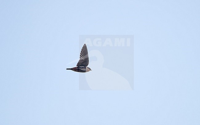 Cave Swallow (Petrochelidon fulva citata) in flight at Florida, USA stock-image by Agami/Helge Sorensen,