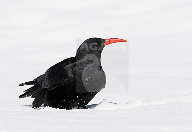 Alpenkraai in de sneeuw; Red-billed Chough in the snow stock-image by Agami/Markus Varesvuo,