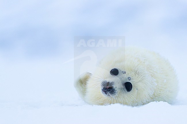 Just born Ringed Seal (Pusa hispida) pub resting on pack ice. stock-image by Agami/Pieter-Jan D'Hondt ,