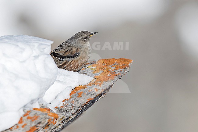 Alpine Accentor (Prunella collaris) sitting in a snow coverd moutain landscape in the swiss alps. stock-image by Agami/Marcel Burkhardt,