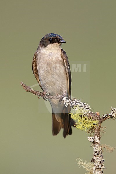 Adult female
Kamloops, B.C.
June 2015 stock-image by Agami/Brian E Small,