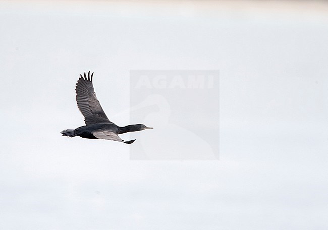 Pitt Shag (Phalacrocorax featherstoni), also known as the Pitt Island shag or Featherstone's shag, at the Chatham Islands, New Zealand. Immature in flight. stock-image by Agami/Marc Guyt,