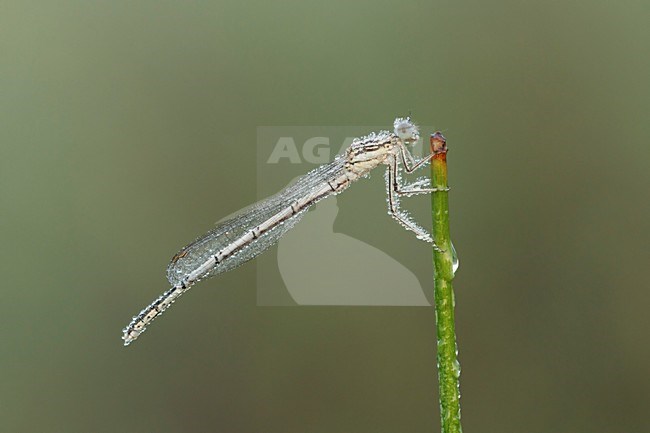 Bedauwde Blauwe breedscheenjuffer; With dew covered  White-legged Damselfly; stock-image by Agami/Walter Soestbergen,