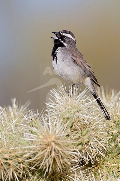 Black-throated Sparrow (Amphispiza bilineata) singing on top of a bush stock-image by Agami/Dubi Shapiro,