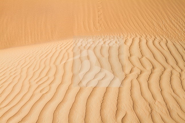 Landscape of central desert of Oman stock-image by Agami/Ralph Martin,