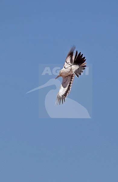 Adult male Greater Hoopoe-lark (Alaemon alaudipes alaudipes) in display flight over the north african desert of Morocco. Banking in mid air. stock-image by Agami/Andy & Gill Swash ,