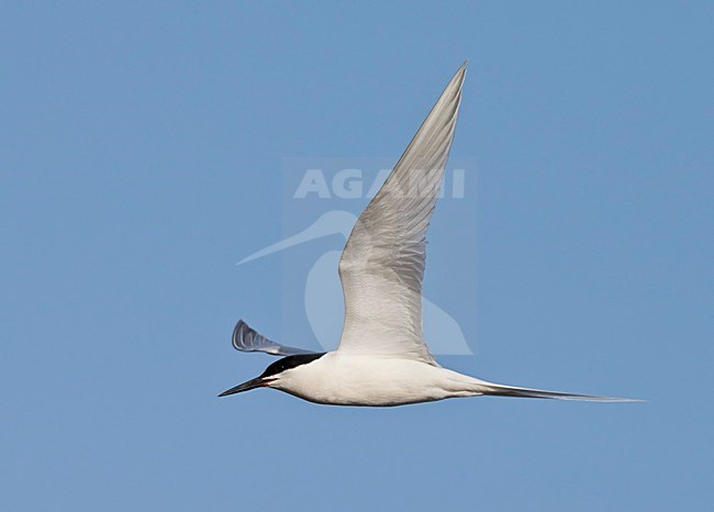 Dougalls Stern in vlucht, Roseate Tern in flight stock-image by Agami/Markus Varesvuo,