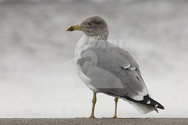 Volwassen Atlantische Geelpootmeeuw op het strand; Adult Atlantic Yellow-legged Gull standing on the beach stock-image by Agami/Daniele Occhiato,