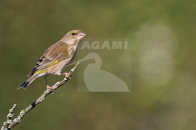 Greenfinch - Grünfink - Carduelis chloris ssp. chloris, Germany, 2nd cy, female stock-image by Agami/Ralph Martin,