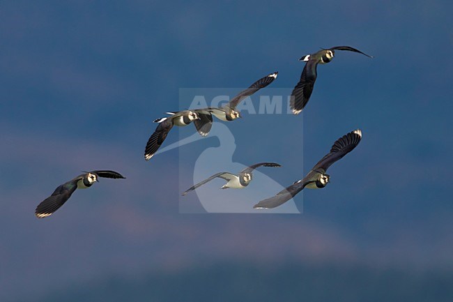 Kievit in vlucht; Northern Lapwing in flight stock-image by Agami/Daniele Occhiato,