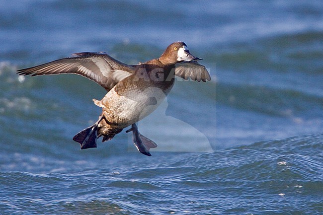 Lesser Scaup (Aythya affinis) flying in Victoria, BC, Canada. stock-image by Agami/Glenn Bartley,