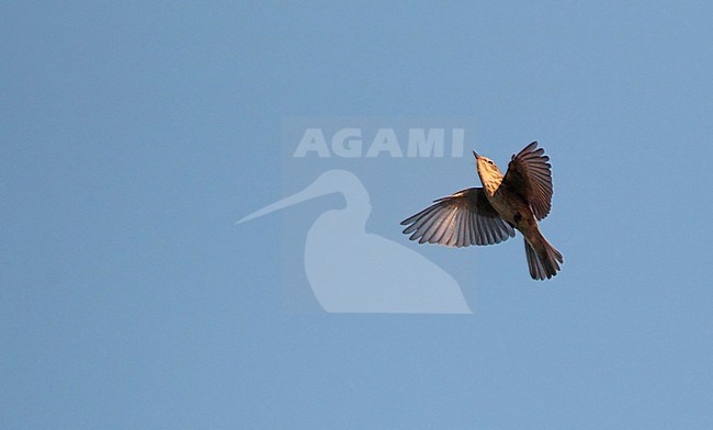 Spotted Flycatcher (Muscicapa striata) in flight at Gentofte in Denmark. Hovering in mid air, chasing insects. stock-image by Agami/Helge Sorensen,