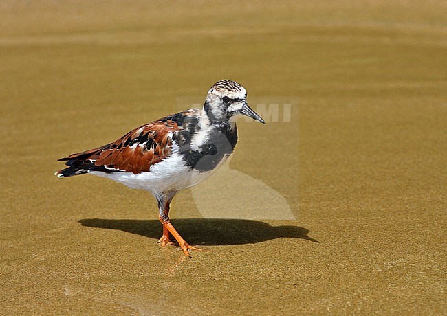 Steenloper, Ruddy Turnstone stock-image by Agami/Greg & Yvonne Dean,