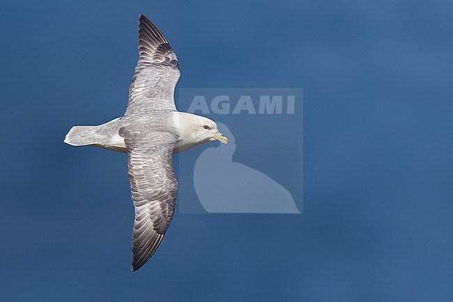 Northern Fulmar (Fulmarus glacialis auduboni) at the coastal breeding colony on Iceland. stock-image by Agami/Daniele Occhiato,