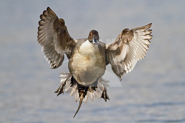 Mannetje Pijlstaart in vlucht, Male Northern Pintail in flight stock-image by Agami/Glenn Bartley,