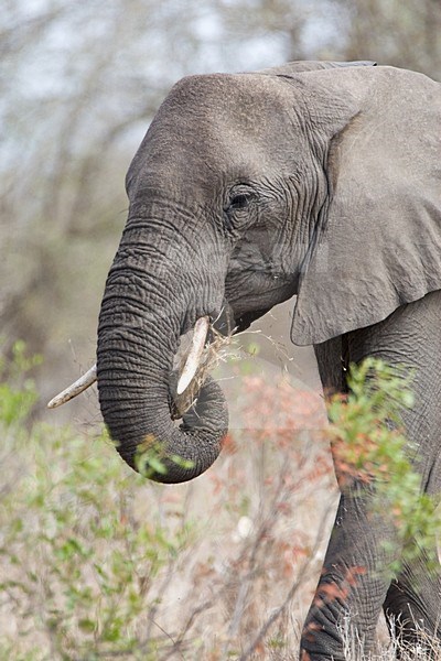 Afrikaanse Olifant in het Kruger Park; African Elephant at Kruger Park stock-image by Agami/Marc Guyt,