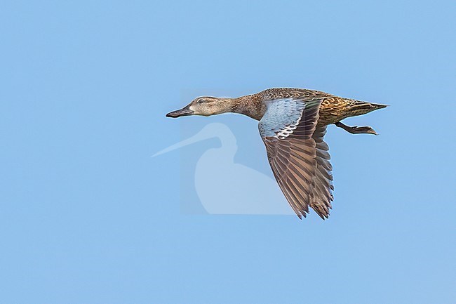 Adult female
Galveston Co., TX
May 2023 stock-image by Agami/Brian E Small,