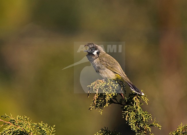 Himalaya Witoorbulbul, Himalayan Bulbul, Pycnonotus leucogenys stock-image by Agami/Marc Guyt,