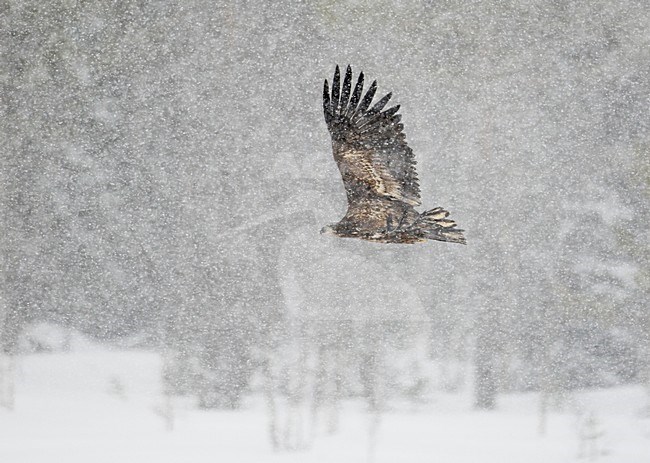 Zeearend onvolwassen vliegend in sneeuw; White-tailed Eagle immature flying in snow stock-image by Agami/Markus Varesvuo,