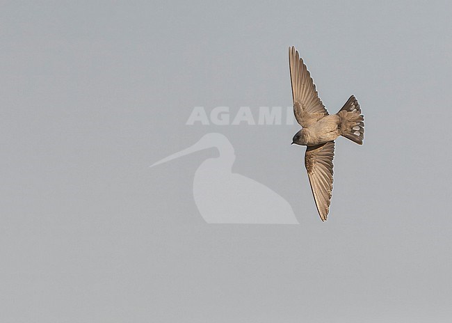 Pale Crag Martin (Ptyonoprogne obsoleta) in flight during spring in Israel. stock-image by Agami/Marc Guyt,