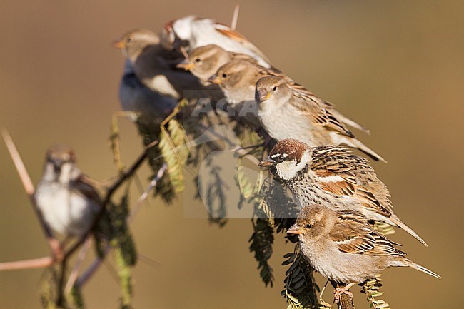 Spanish Sparrow - Weidensperling - Passer hispaniolensis ssp. hispaniolensis, Morocco stock-image by Agami/Ralph Martin,