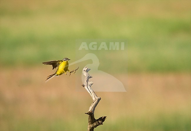 Gele Kwikstaart landing on a branch; Yellow Wagtail landing on a branch stock-image by Agami/Marc Guyt,