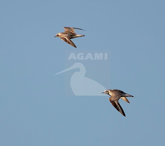 Two adult Grey Plovers (Pluvialis squatarola) in flight during late summer in the Netherlands. Also known as Black-bellied Plover. stock-image by Agami/Edwin Winkel,