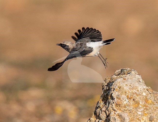 Male Pied Wheatear (Oenanthe pleschanka) during autumn migration at Cape Kaliakra, Bulgaria. Taking off from a rock. stock-image by Agami/Marc Guyt,