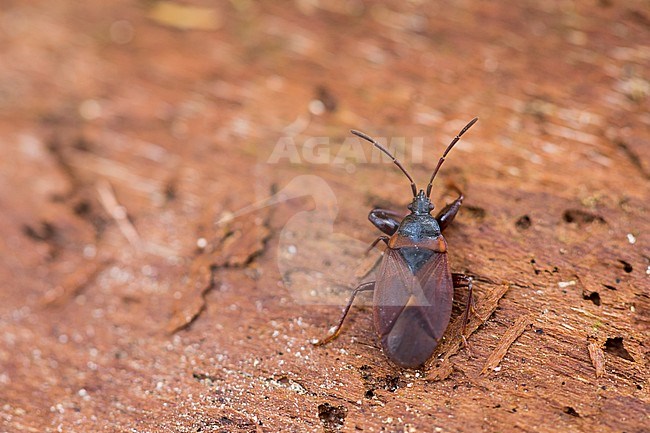 Gastrodes crossipes, Pine cone bug, imago stock-image by Agami/Ralph Martin,