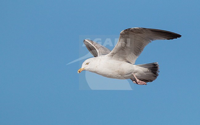 American Herring Gull (Larus smithsonianus) in the United States. stock-image by Agami/Ian Davies,