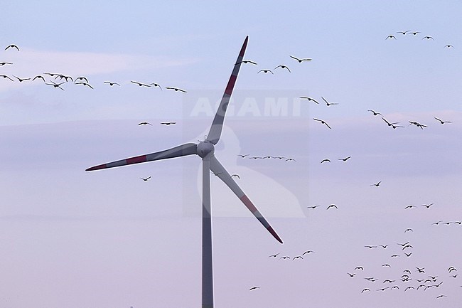 Tundra Bean Goose (Anser rossicus) flying towards a wind turbine and risk a collision. stock-image by Agami/Mathias Putze,