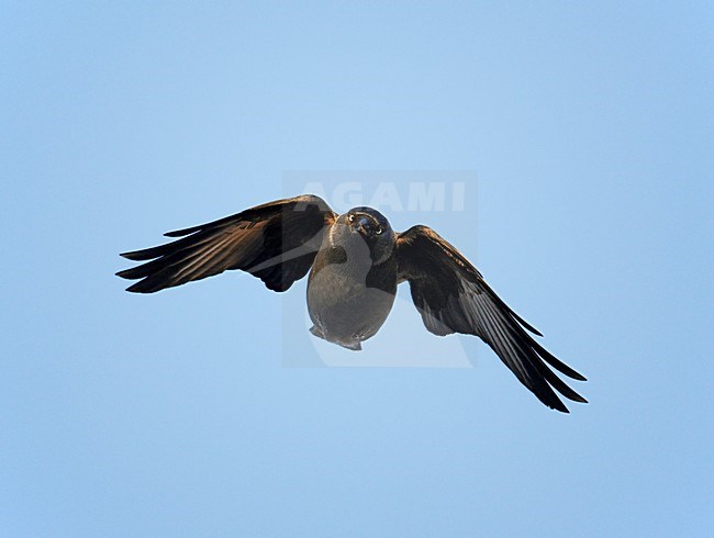 Kauw in vlucht, Common Jackdaw in flight stock-image by Agami/Markus Varesvuo,