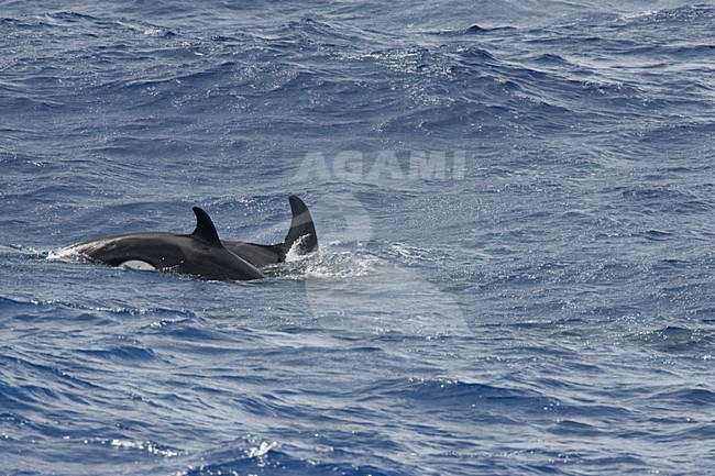 Orka, Killer whale stock-image by Agami/Menno van Duijn,