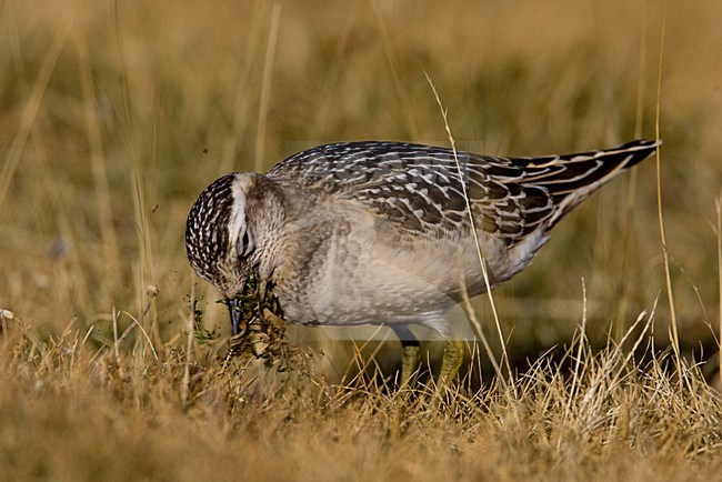 Juveniele Morinelplevier; Juvenile Eurasian Dotterel stock-image by Agami/Daniele Occhiato,