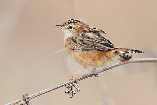Zitting cisticola (Cisticola juncidis), side view of an adult perched on a stem, Campania, Italy stock-image by Agami/Saverio Gatto,