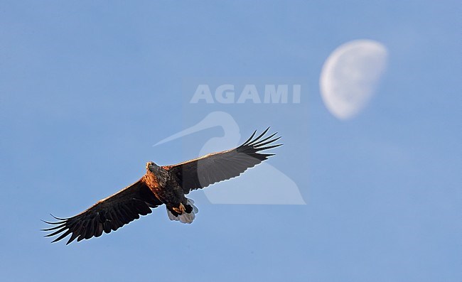 White-tailed Eagle (Haliaeetus albicilla) in flight in a fjord in north Norway. Moon in the background. stock-image by Agami/Markus Varesvuo,