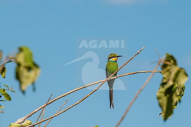 A swallow-tailed bee-eater, Merops hirundineus, perched on a twig. Chobe National Park, Kasane, Botswana. stock-image by Agami/Sergio Pitamitz,