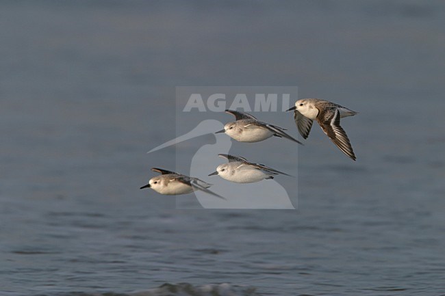 Sanderling group flying; Drieteenstrandloper groep vliegend stock-image by Agami/Arie Ouwerkerk,