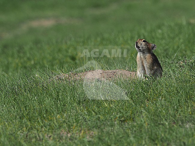 Plateau Pika (Ochotona curzoniae) on Tibetan plateau, China. Also known as the black-lipped pika. stock-image by Agami/James Eaton,